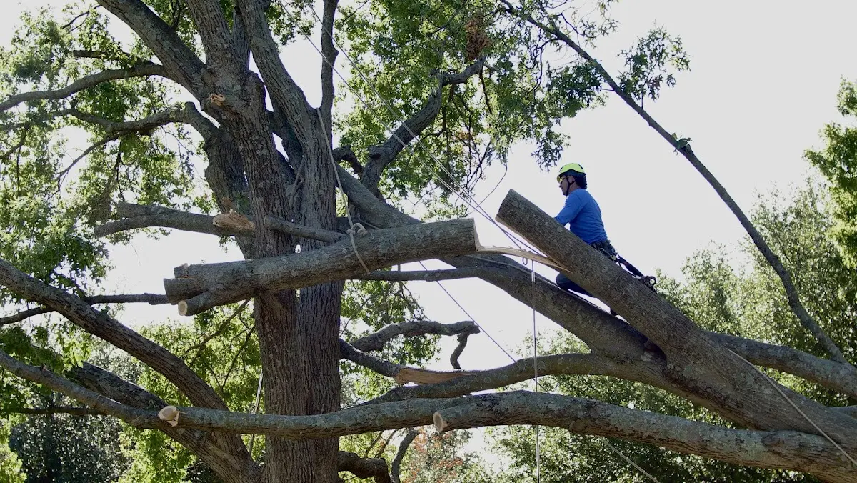 Professional Hazardous Tree Removal performed by certified arborists in Bloomingdale